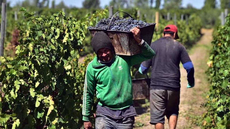 Vendimia en marcha: el vino consolida su peso como generador de empleo en&nbsp;Cuyo
