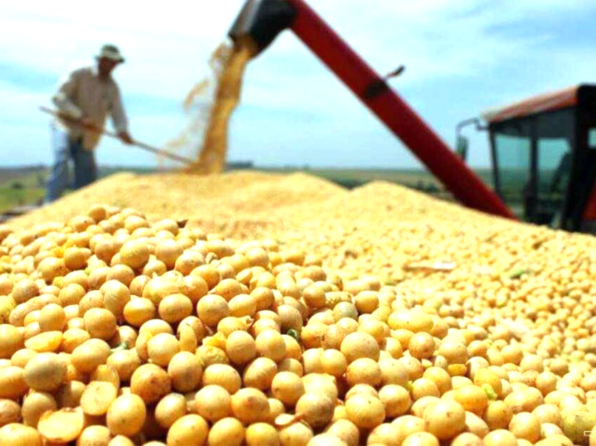 Grupo Elementa invertirá US$ 100 millones para reactivar una planta de molienda en Rosario