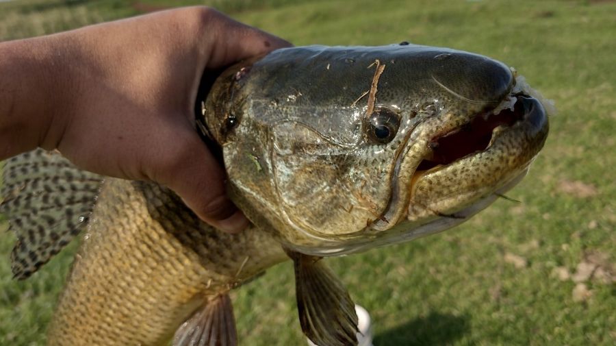 Las tarariras se activaron en Buenos Aires y los canales y lagunas están listos para pescar